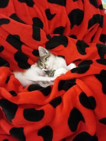 новорожденные котята: Два маленьких котенка с мягкой шерстью. Один котенок имеет окрас табби — 4