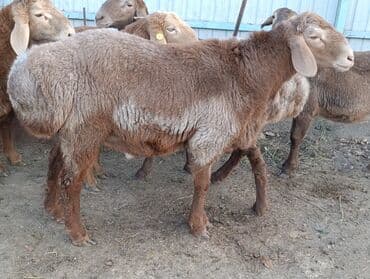 продажа щенков немецкой овчарки с документами в бишкеке: Продаю | Овца (самка), Ягненок, Баран (самец) | Полукровка | Для разведения | Ярка — 7