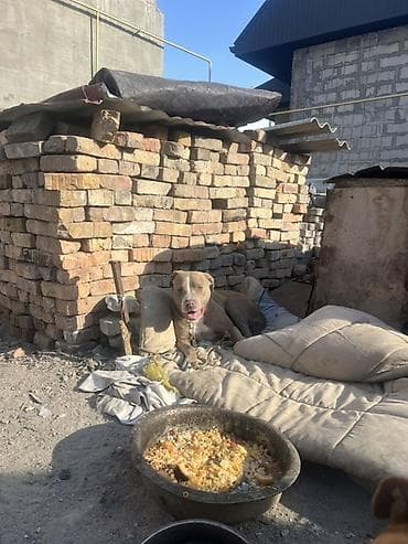 Американский булли, 1 год, Самка