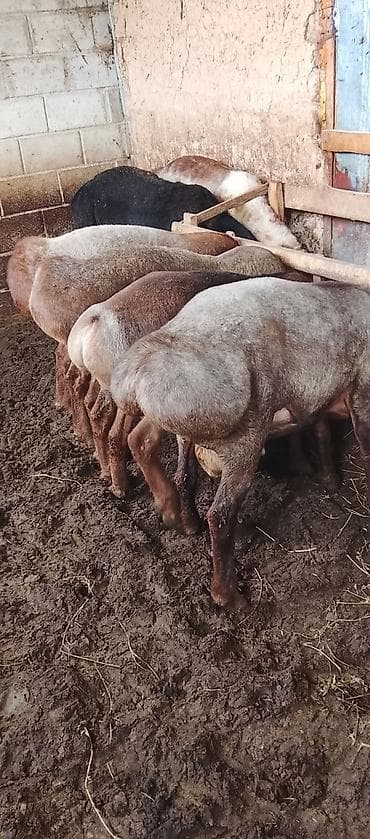 Продам с/х животных: Продаю | Овца (самка) | Полукровка | На забой — 2
