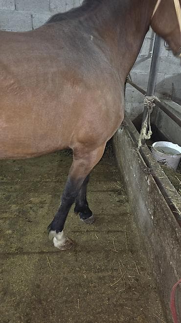 лошадь цена: Продаю | Кобыла (самка) | Для разведения — 4