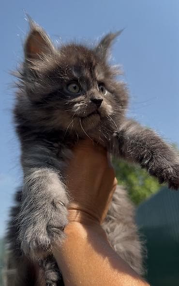 домашные животные: В нашем питомнике Elsonite подрастают невероятные котята Мейн Кун — — 1