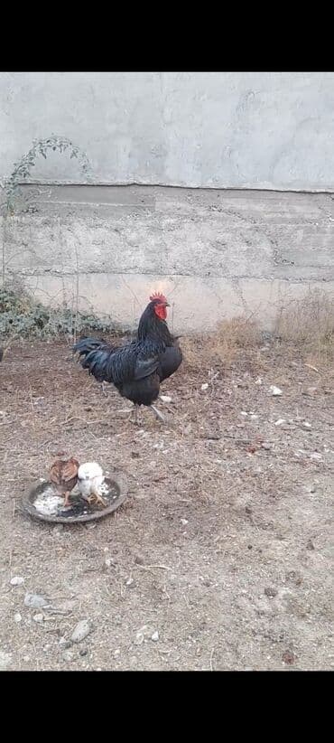 Продаю | Петух | Для разведения