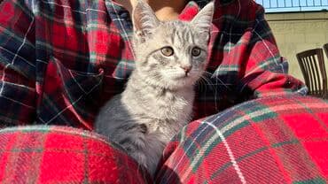 переноска для кота бишкек: Беспородная, 3 месяца, Девочка, Серый — 2