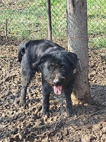 Ит бекер берем: 2 жаш, Эркек, Эмделген — 1