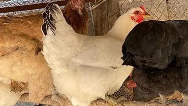 кошка в бишкеке: Очень Крупные домашние куры Порода Кучинская . адлерская Полубрама — 9