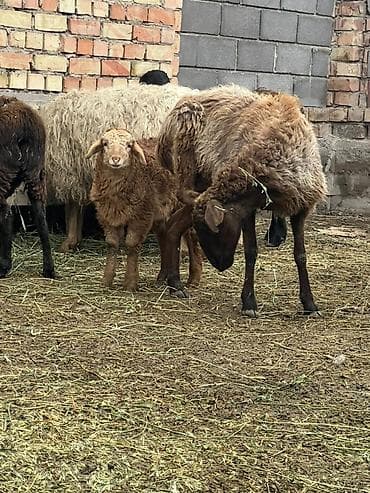 бука 1жаш: Продаю | Овца (самка) | Для разведения | Матка — 3