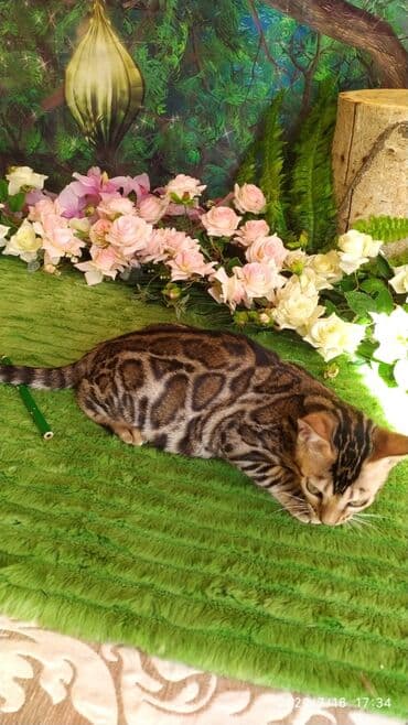 новорожденные котята: Бенгальская, 2 месяца, Мальчик — 7