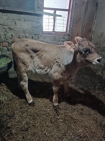 вест терьер: Продаю | Бык (самец) | Швицкая | Для разведения | Искусственник — 4