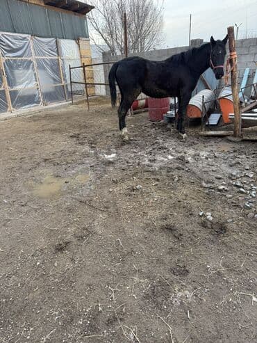 тайган собаки: Сатам | Тай | Дончак | Көбөйтүү үчүн, Ат спорту | Асыл тукумдуу — 6