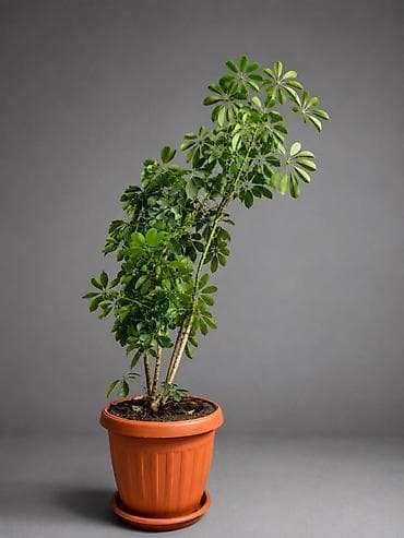 Бөлмө өсүмдүктөрү: Шефлера (Schefflera) в горшке - Вид: комнатное декоративно-лиственное — 1