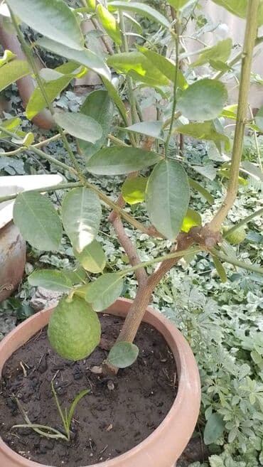 мандарин дерево: Продаю дерево лайма, плодоносит. Украсит ваш офис, зимний сад, дом — 2