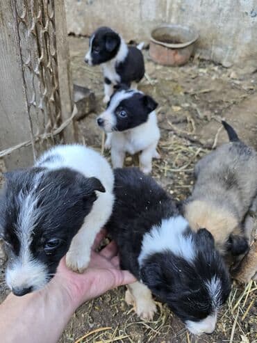 дратхара дратхар: Отдадим даром! 8 кутят, очень жалко в зиму, присматривать некому — 3