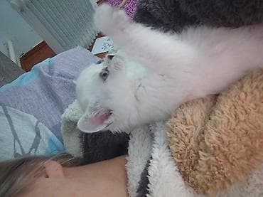 сиямские котята: Продаю Белую скотиш страйт, окрас белая шиншилла,только хвостик серый — 6