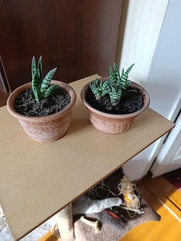 Комнатные растения: Комнатные растения - хлорофитумы кудрявые, плющи вариегатные, кливия — 10