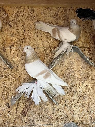 попугай кара балта: Продаются тасманы с греблей, не гоняем, но голуби игровые, есть и — 2