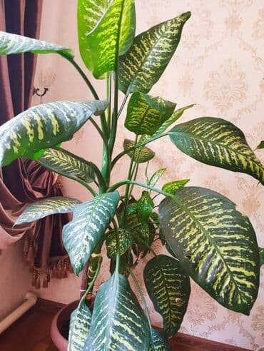 диффенбахия купить: Диффенбахии — 9