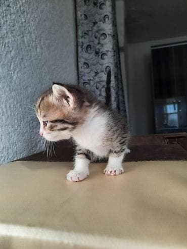 пекинес собака: Британская короткошёрстная, 1 месяц, Девочка, Серый, Приучена к лотку — 10