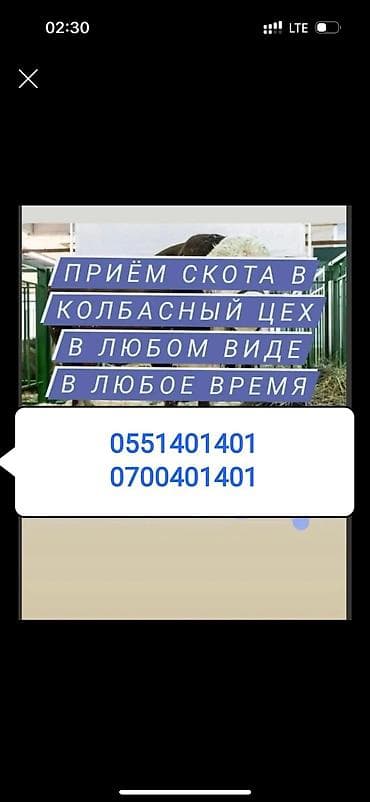 лошади для кок бору: Частное лицо, Колбасный цех : Коровы, быки, Лошади, кони, Другие с/х животные, | Круглосуточно, Любое состояние, Забитый — 1