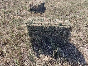 С/х животные и товары: Сено в тюках (малые прямоугольные тюки) - Вид — 3