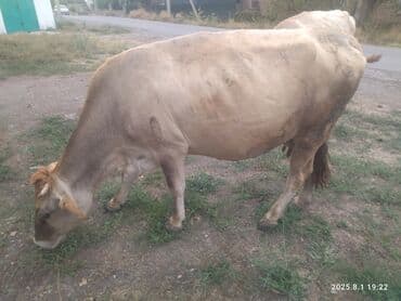 домик для птиц: Уй
5 ай Боз — 4