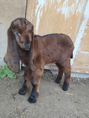 кошка сфинкс с шерстью: Продаю | Козлёнок | Битал | Для разведения | Племенные — 7