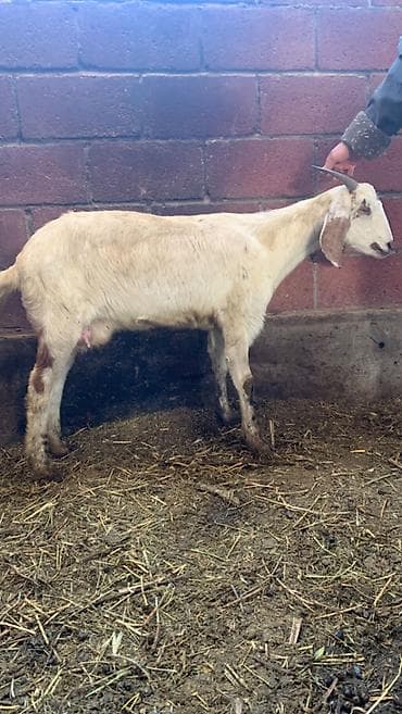 коза молочная купить: Продаю | Козлёнок | Нубийская | Для разведения | Племенные — 1