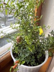 фитолампы для растений: Молодой саженец граната в горшке, готовый к пересадке или выращиванию — 6