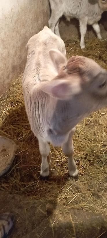 Коровы, быки: Продаю | Тёлка | На откорм | Привязанные — 5