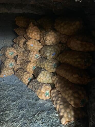 картошка цена бишкек глобус: Картошка Оптом — 2