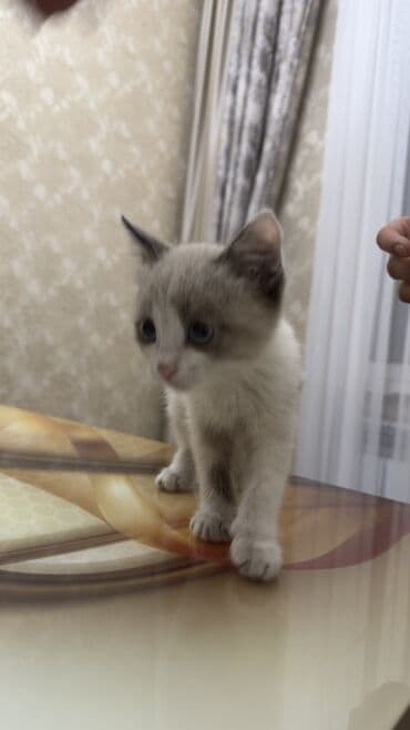 шотландские шиншилла котята купить: Отдаем в хорошие руки котёнка с необычной окраской поинт (серо-белый — 1