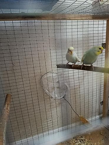 жаныбарлар: Волнистый пара редкий окраска радужный — 2