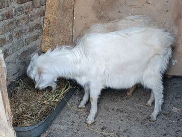 эчки бишкек: Сатам | Теке (эркек) — 3