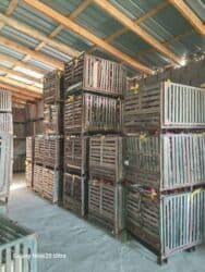 садовый вар бишкек: Яблоки оптом сорт крипсон зимние с темно-фиолетовыми (почти черными) — 10