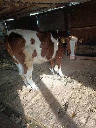 телка бычок: Продаю | Тёлка | Симментальская | Для разведения | Искусственник — 1