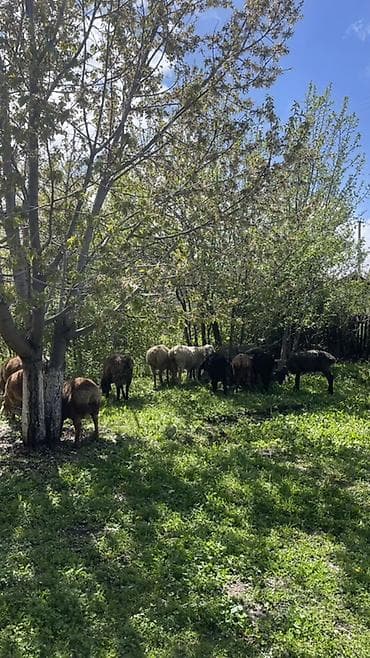 обмен на баран: Продаю | Овца (самка), Баран (самец) | Для разведения — 3