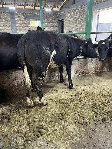 балык форель: Продаю | Тёлка | Бельгийская | На откорм | Привязанные — 7