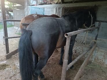 Продаю | Жеребец | Рабочий | Племенные