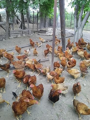Продаю | Куры | Домашняя | Для разведения