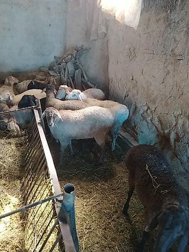 А/ч жаныбарлары үчүн тоюттар: Сатам | Кочкор (эркек) — 4