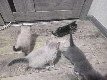 сибирские котята: Котята домашние, помёт из четырёх малышей: - Окрасы: дымчато‑серый с — 1