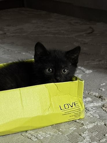 хочу котёнка: 🐾 Ищем любящих хозяев для котёнка 🐾 Мальчик, 2 месяца. Очень — 1