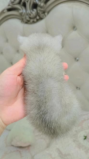 индус пакистан: Скотиш Страйт (Шотландская прямоухая), 1 месяц, Девочка, Серебристая шиншилла, Приучена к лотку, Проглистована — 4
