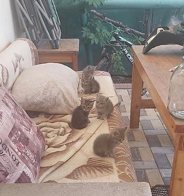 собаки кошки: Пушистые котята.Компактные, игривые, любопытные, хорошо едят влажный и — 4