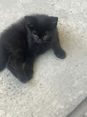 🐾 Отдам котят в добрые и заботливые руки! 🏡❤️ Очаровательные котята — 4