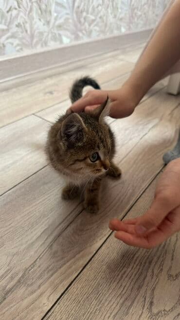 Грызуны: Котёнок тигрового окраса ищет дом - Полосатый короткошёрстный котёнок — 6