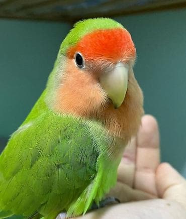 продаю попугай: Неразлучник (Agapornis) — декоративный попугай небольшого размера с — 1