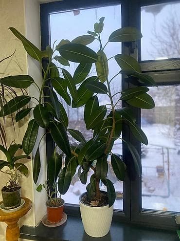 Фикус большой