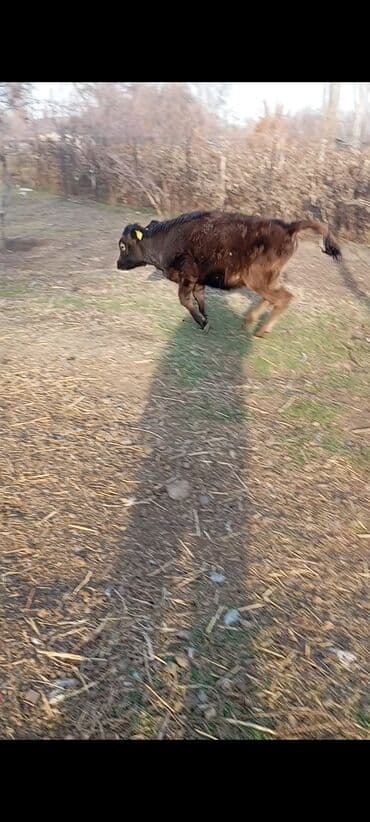 продаю дойная корова: Продаю | Корова (самка), Тёлка, Музоо, торпок | Швицкая, Абердин-ангус | На откорм, Для разведения, Для молока | Племенные — 3