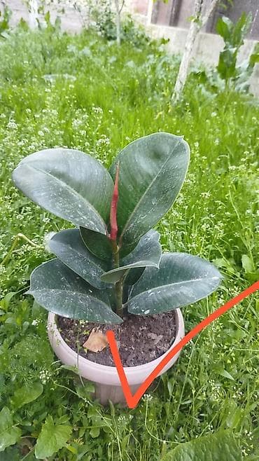 фикус триангулярис: Рассада и комнатные растения в горшках Предлагаются: - — 7